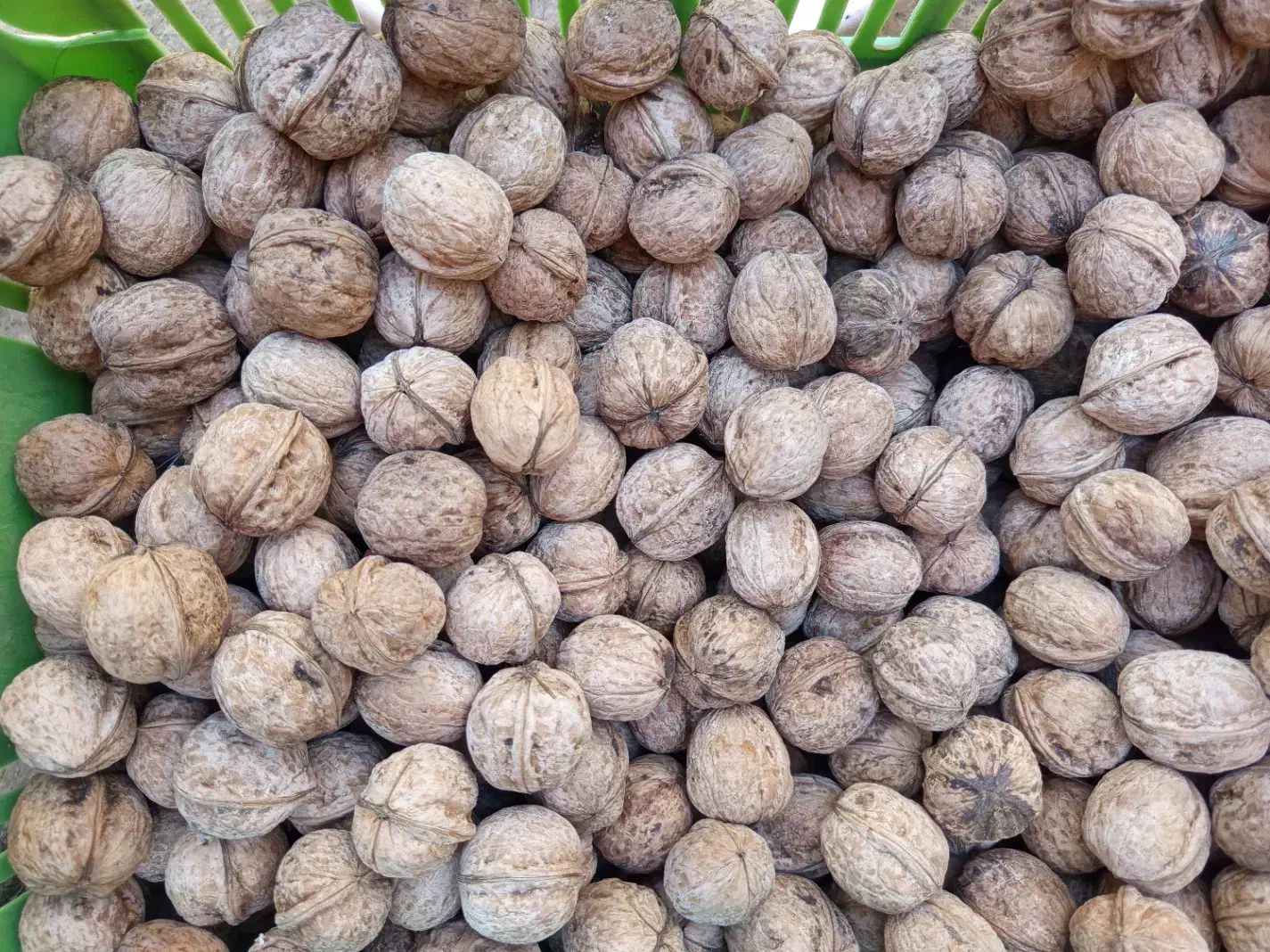 گردو امسال|خوردنی و آشامیدنی|صائین قلعه, |دیوار