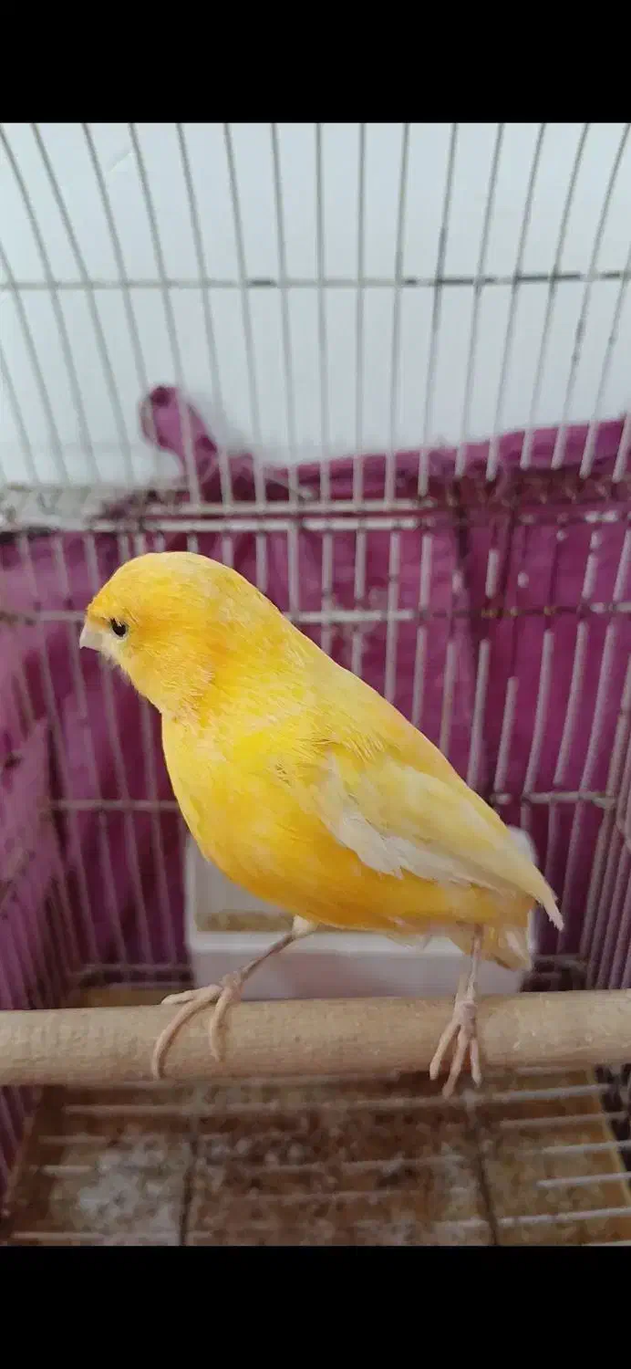 قناری ماده رسمی آماده|حراج|وحیدیه, |دیوار