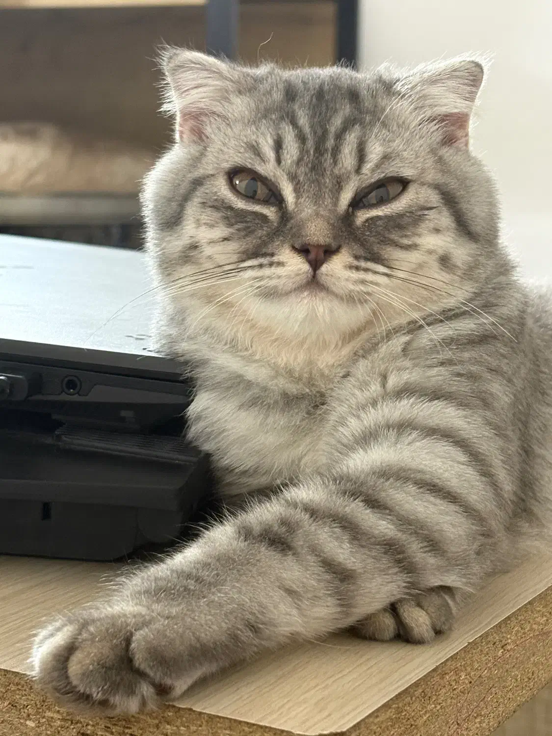 بریتیش ۶ماهه|گربه|ایرانشهر, |دیوار