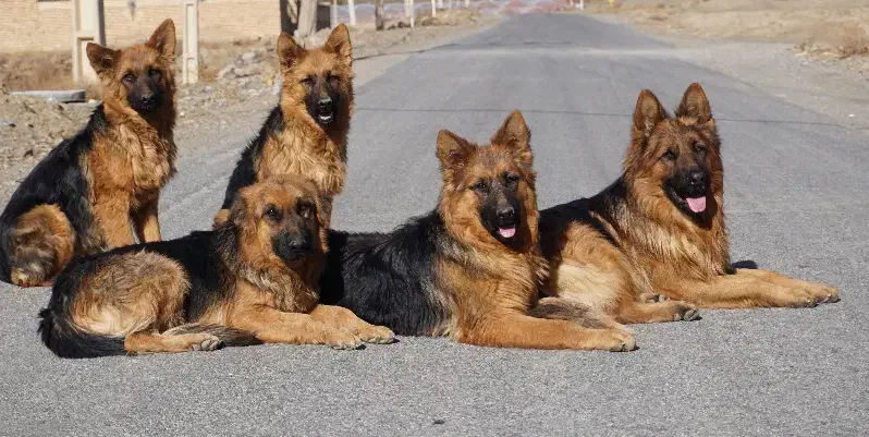 واگذاری سگ ژرمن اصلیل|سگ|اصفهان, جلفا|دیوار