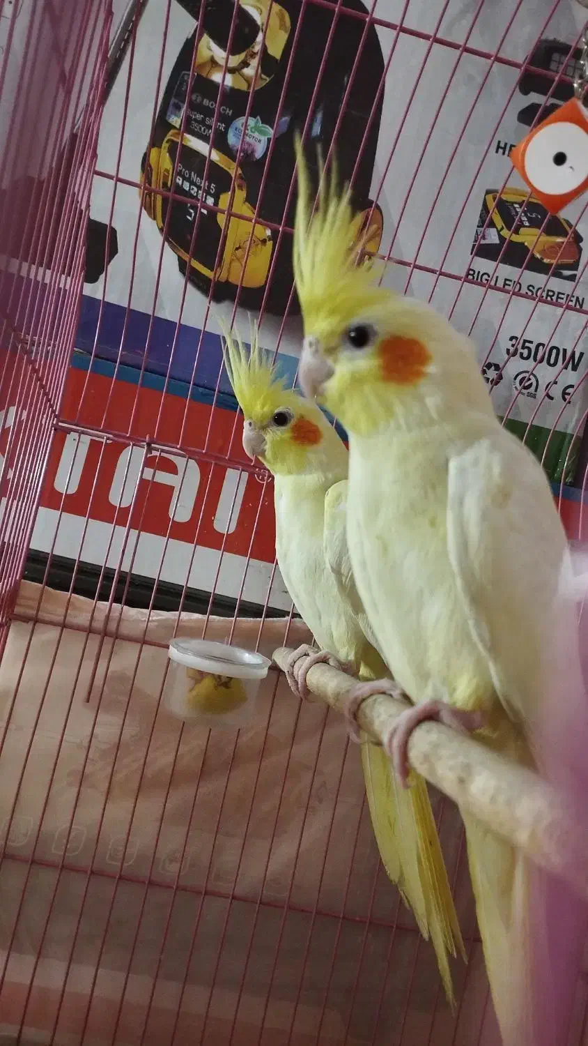 یه جفت عروس. هلندی لوتینو  سالم بدون پر ریزی|پرنده|پاکدشت, شهرک امام رضا|دیوار