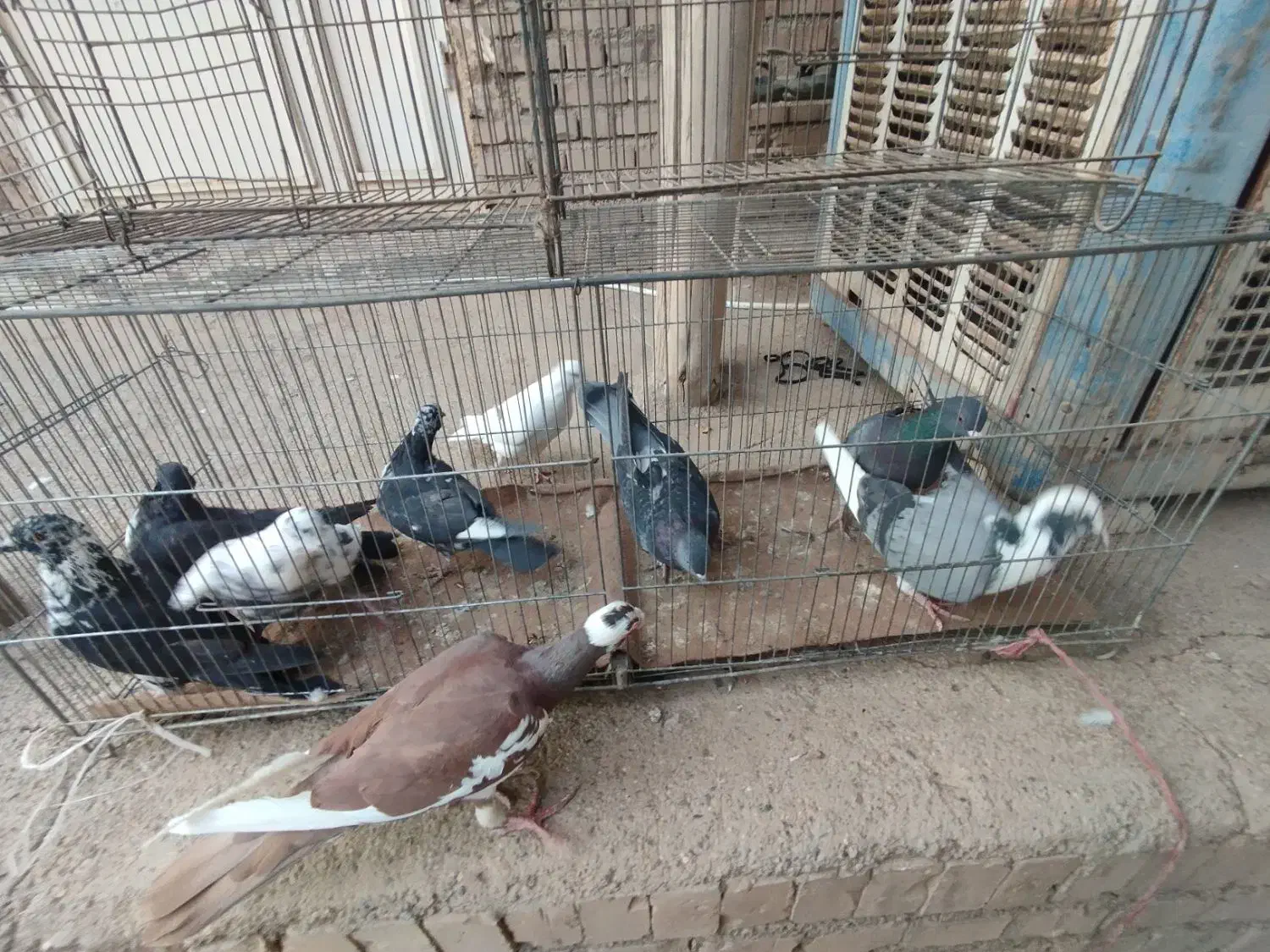 کفتر پرشی|پرنده|شاهین دژ, |دیوار