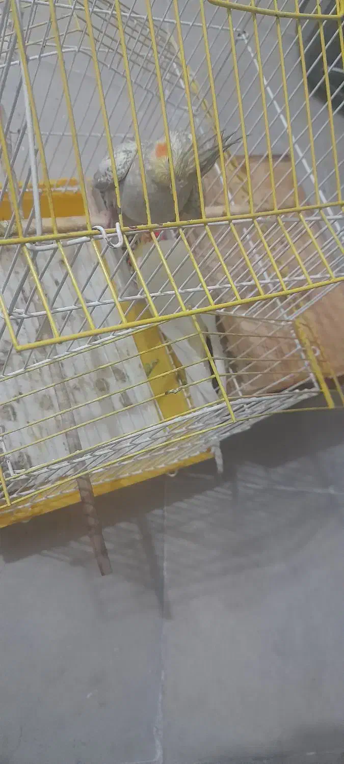 عروس هلندی|پرنده|سیرجان, |دیوار