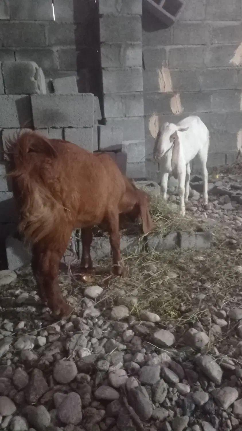 کهره فروشی|حیوانات مزرعه|میناب, |دیوار