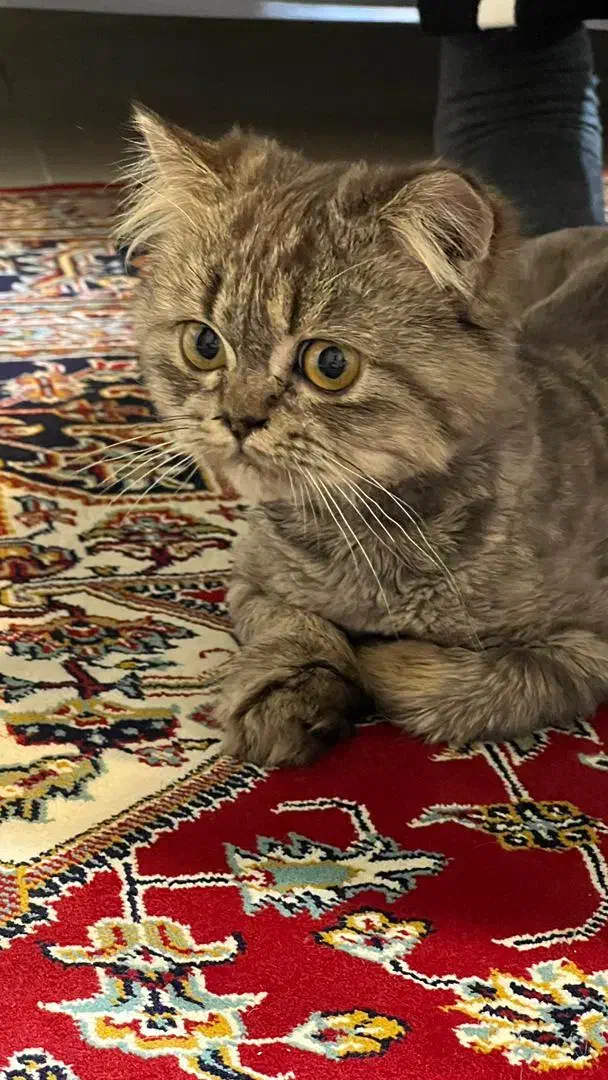 پرشین کت|گربه|لاهیجان, کوی خزر|دیوار