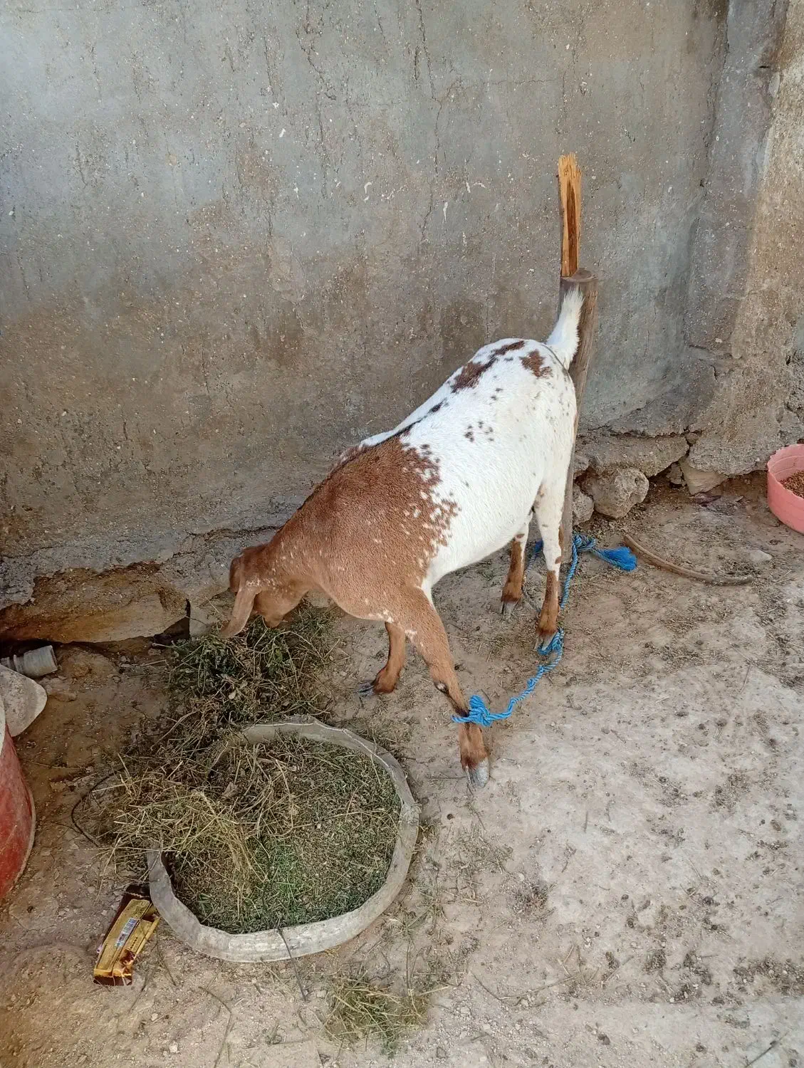 کهره|حیوانات مزرعه|قشم, |دیوار