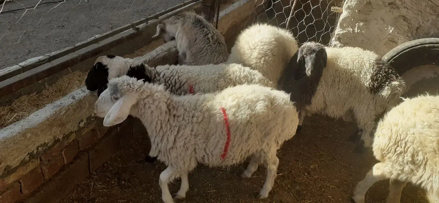 بره ماده سبک  قوچ چاق و  بز چاق|حیوانات مزرعه|سده (خراسان جنوبی), |دیوار