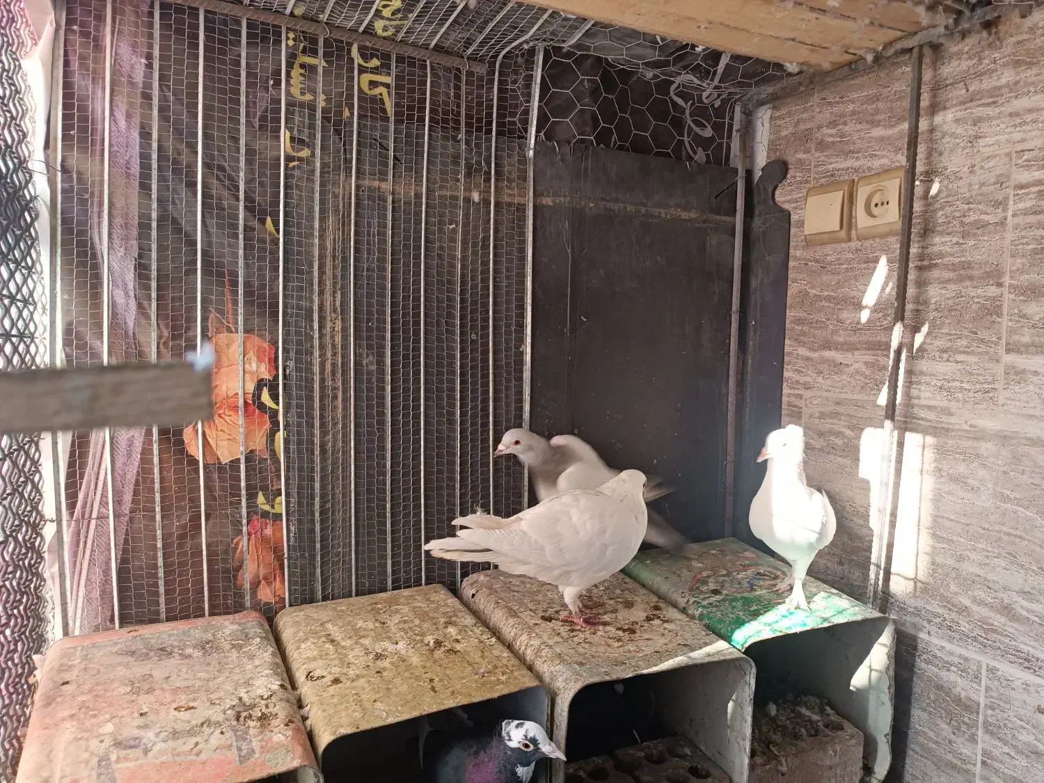 کبوتر|پرنده|کرمان, |دیوار