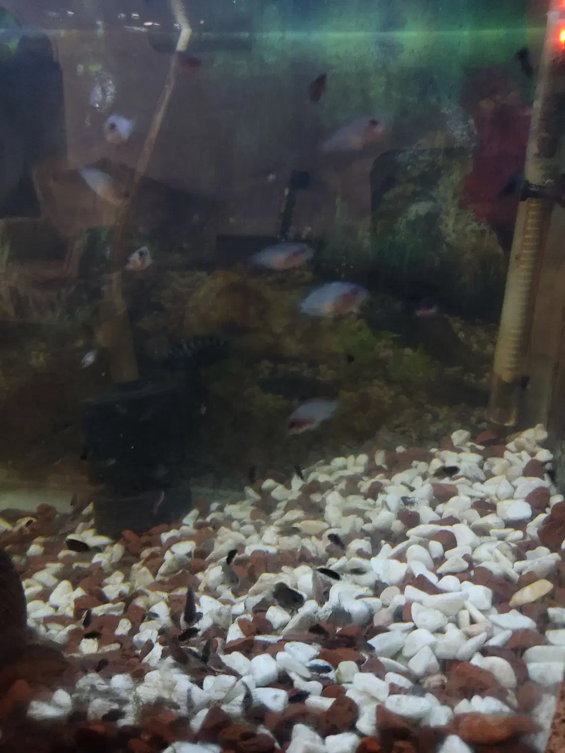 بچه نوزاد ماهی سیچلاید گوره خری|ماهی|تبریز, |دیوار