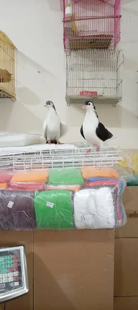 عبایی دمبی|پرنده|اندیمشک, |دیوار