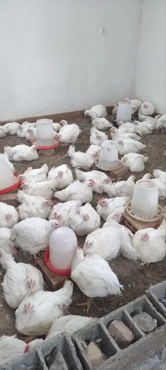 مرغ گوشتی ارگانیک|حیوانات مزرعه|زرگرشهر, |دیوار