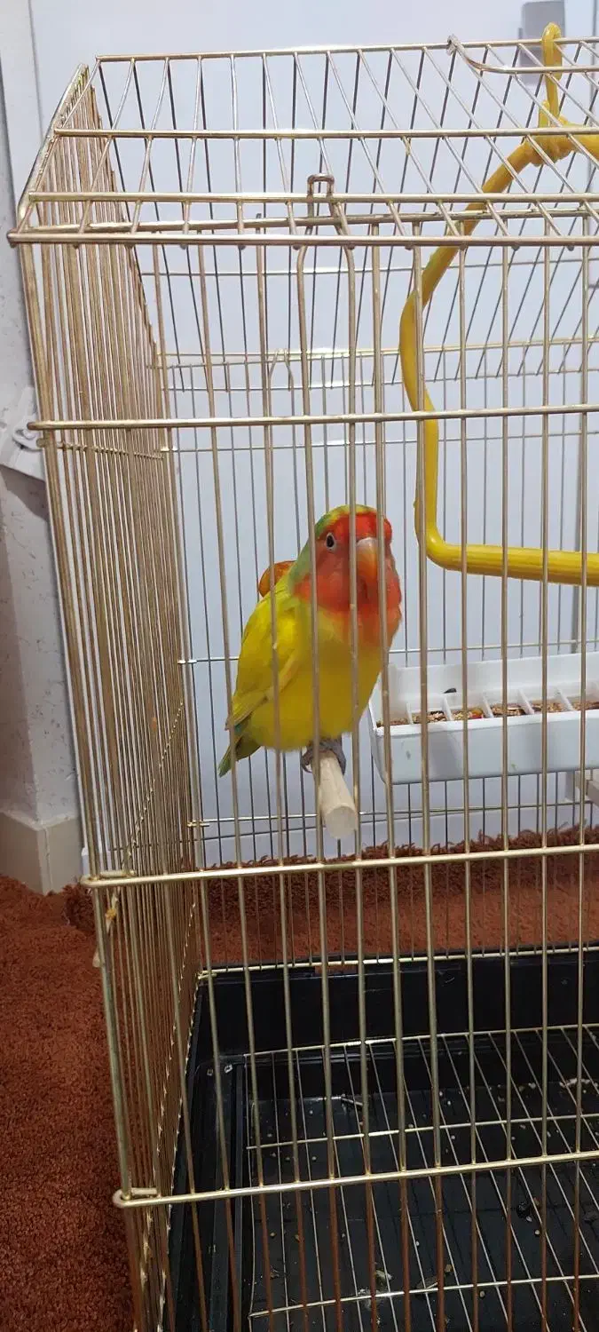 طوطی برزیلی|پرنده|هشتگرد, فاز ۱ مهستان|دیوار