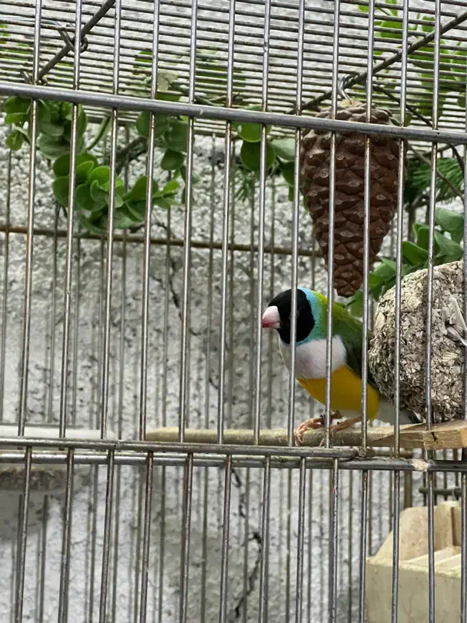 فنچ گلدین|پرنده|اسلام‌شهر, شهرک مفیدی|دیوار