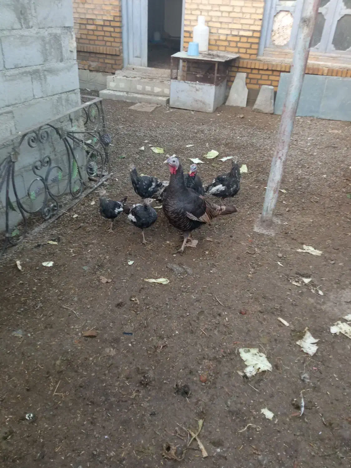 بوقلمون|حیوانات مزرعه|سلماس, |دیوار