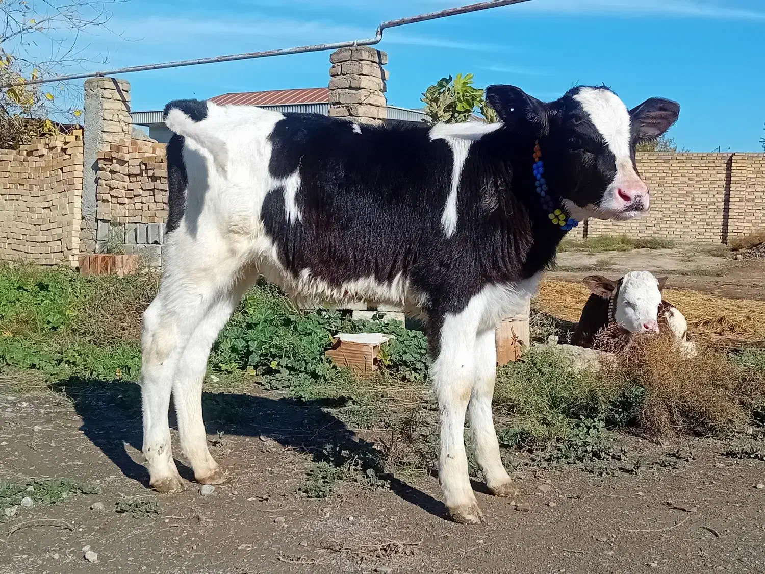 گوساله هلشتاین نر جنس صنعتی خوراک خور کلفت گاو|حیوانات مزرعه|آق قلا, |دیوار