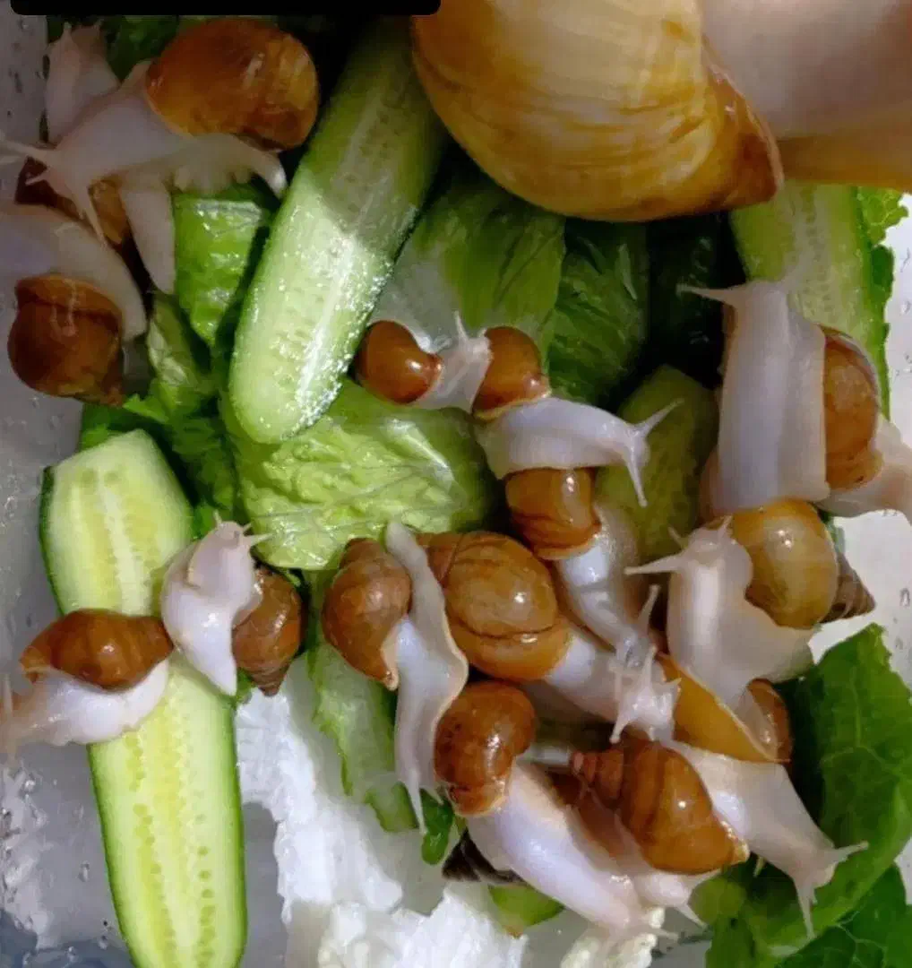 جوجه حلزون ۵ ماهه و خاویار حلزون|خزنده|ملایر, |دیوار