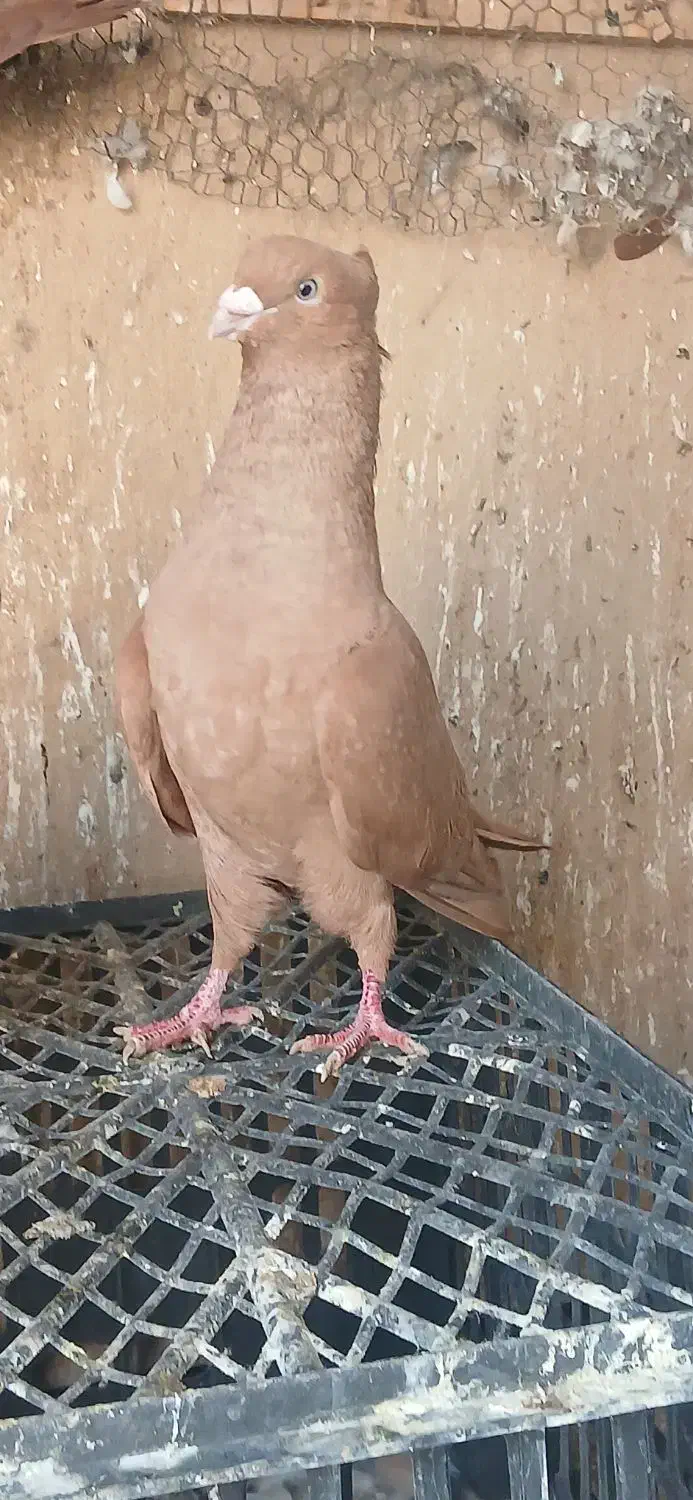 کفتر کبوتر|پرنده|اقبالیه, |دیوار