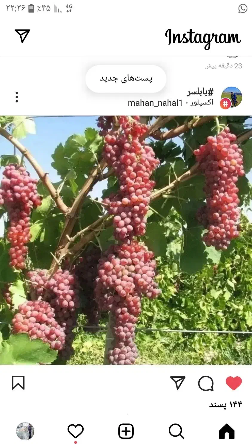 هرس کاری و تمیز کاری باغ|خدمات باغبانی و درختکاری|آبیک, |دیوار