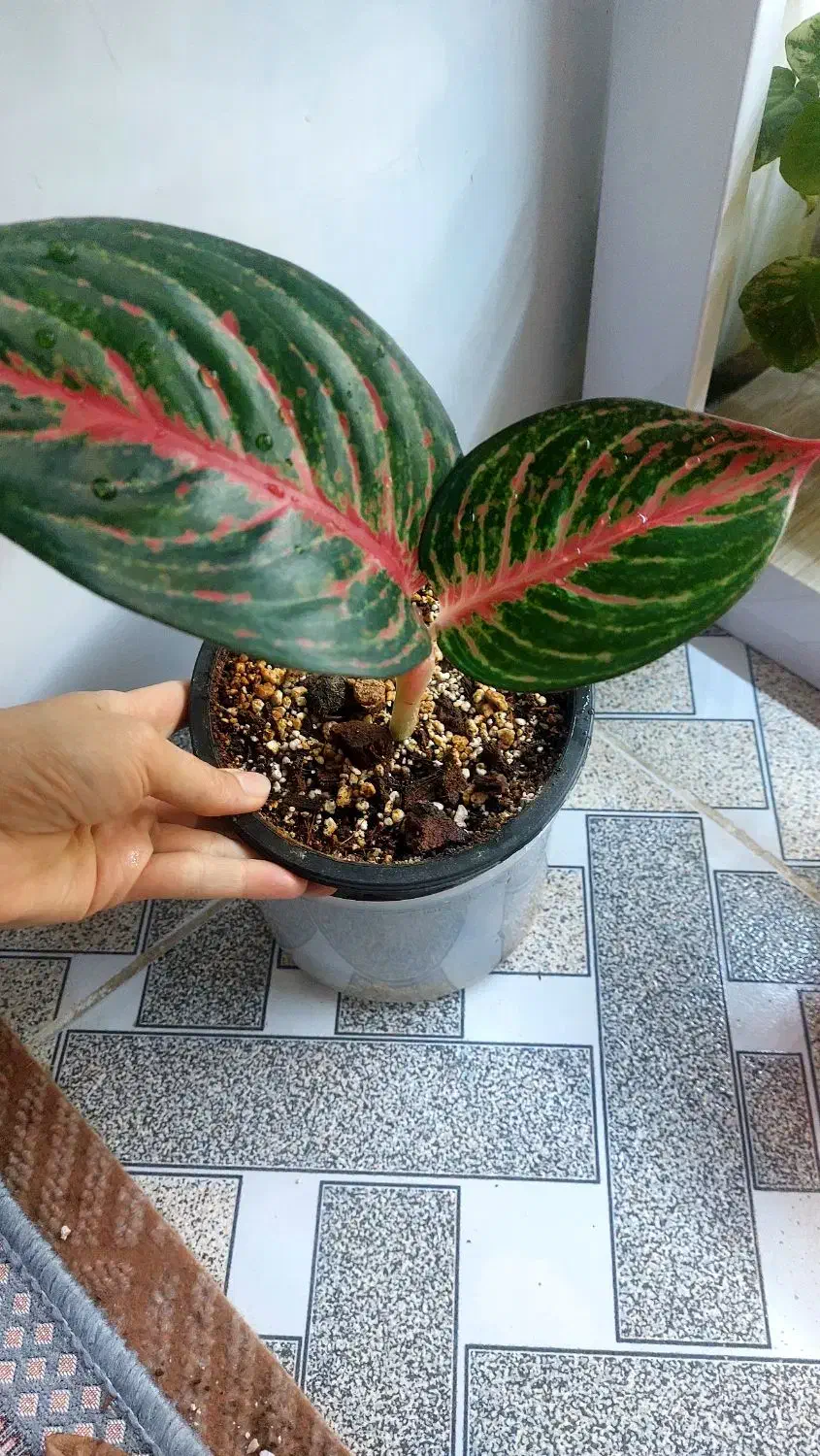 گلهای طبیعی|گل و گیاه طبیعی|یاسوج, |دیوار