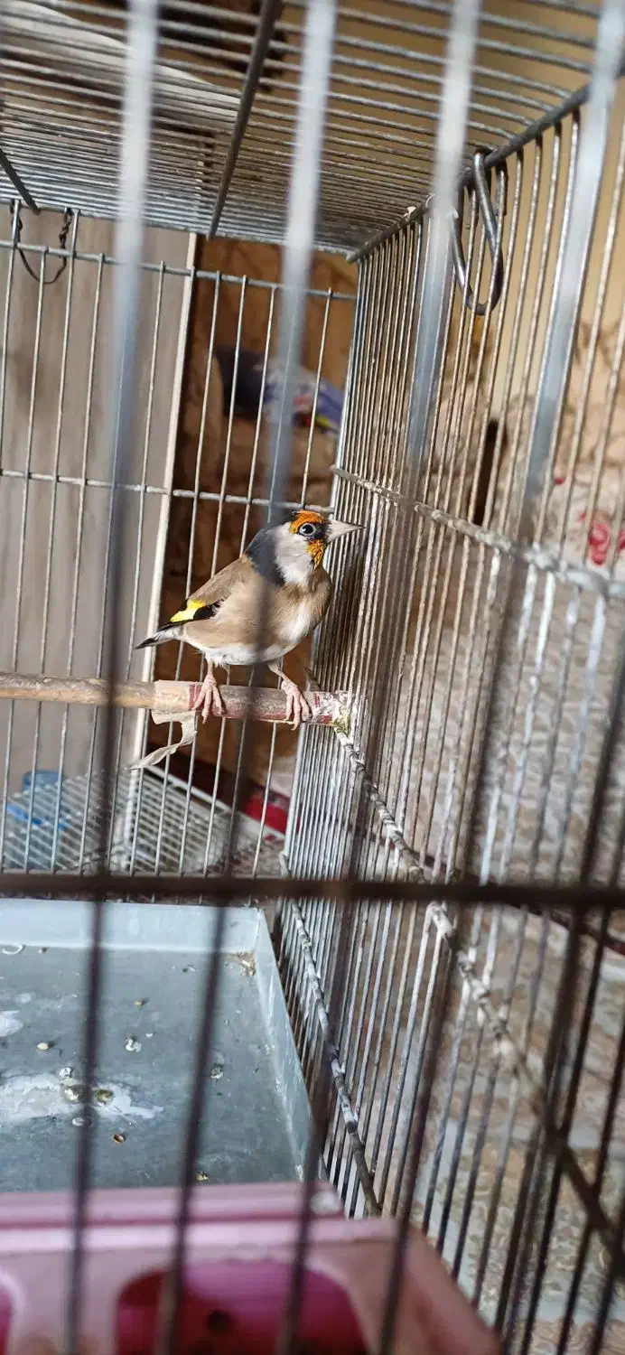 سهره|پرنده|تهران, انبار نفت|دیوار