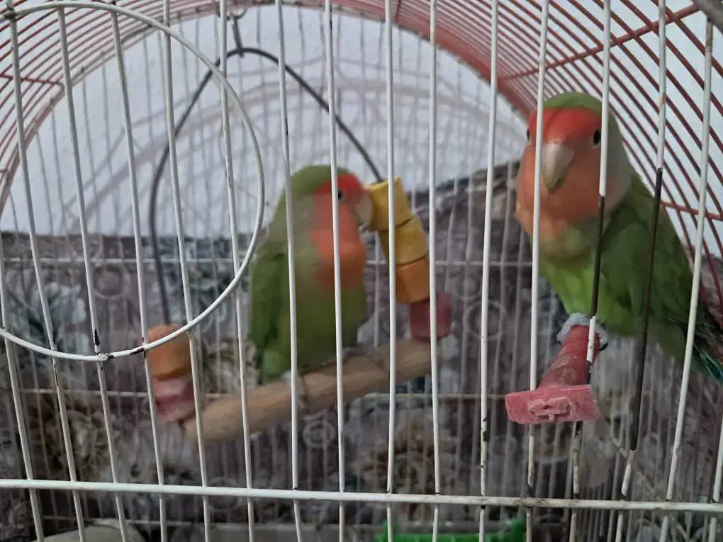 طوطی برزیلی پا کوتاه|پرنده|پاکدشت, پاکدشت (مامازند)|دیوار