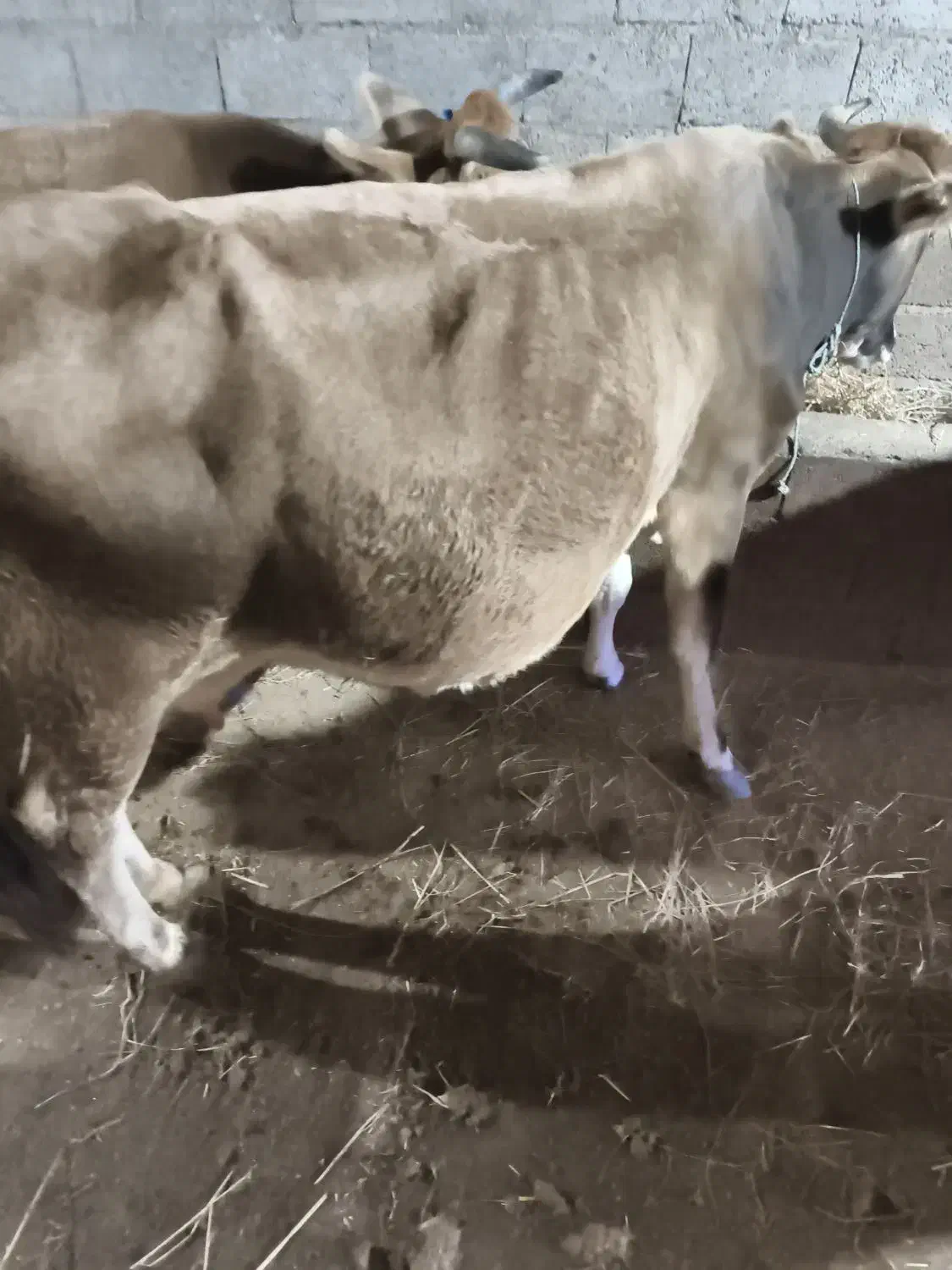گاو محلی|حیوانات مزرعه|چوبر, |دیوار