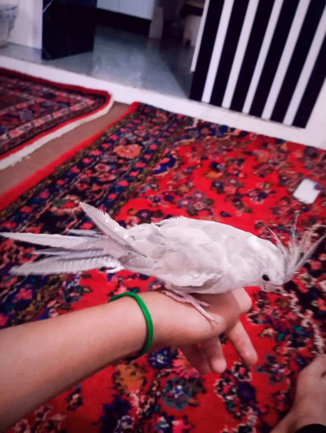 یک جفت عروس هلندی فروشی خوب|پرنده|خزل, |دیوار