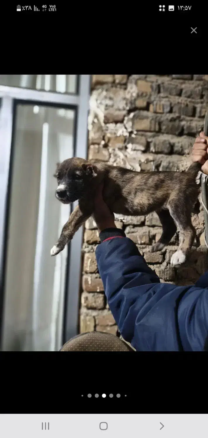 واگذاری|سگ|گرگان, |دیوار