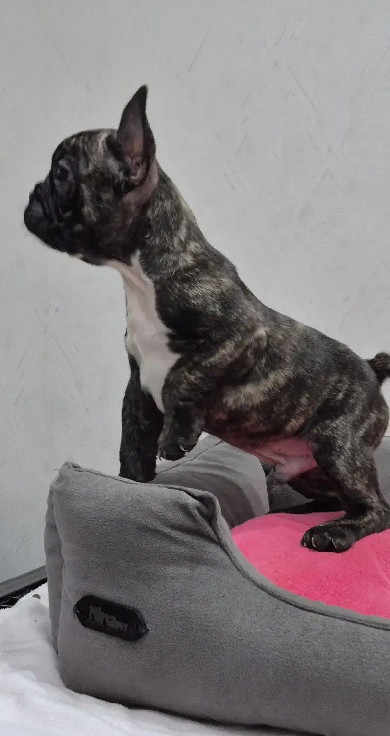 فرنچ بولداگ|سگ|لاهیجان, شیشه گران|دیوار