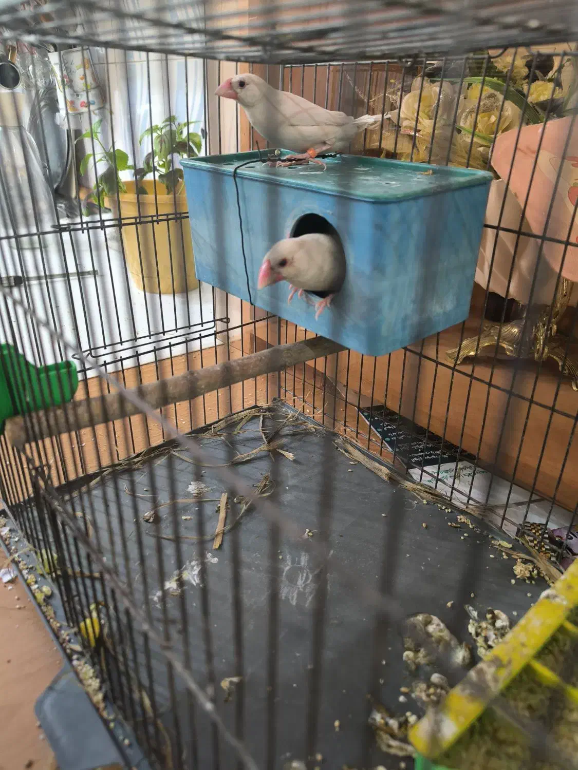 جفت نرگسی سفید همراه با تخم وتمام لوازمات|پرنده|اصفهان, محله سفلی|دیوار