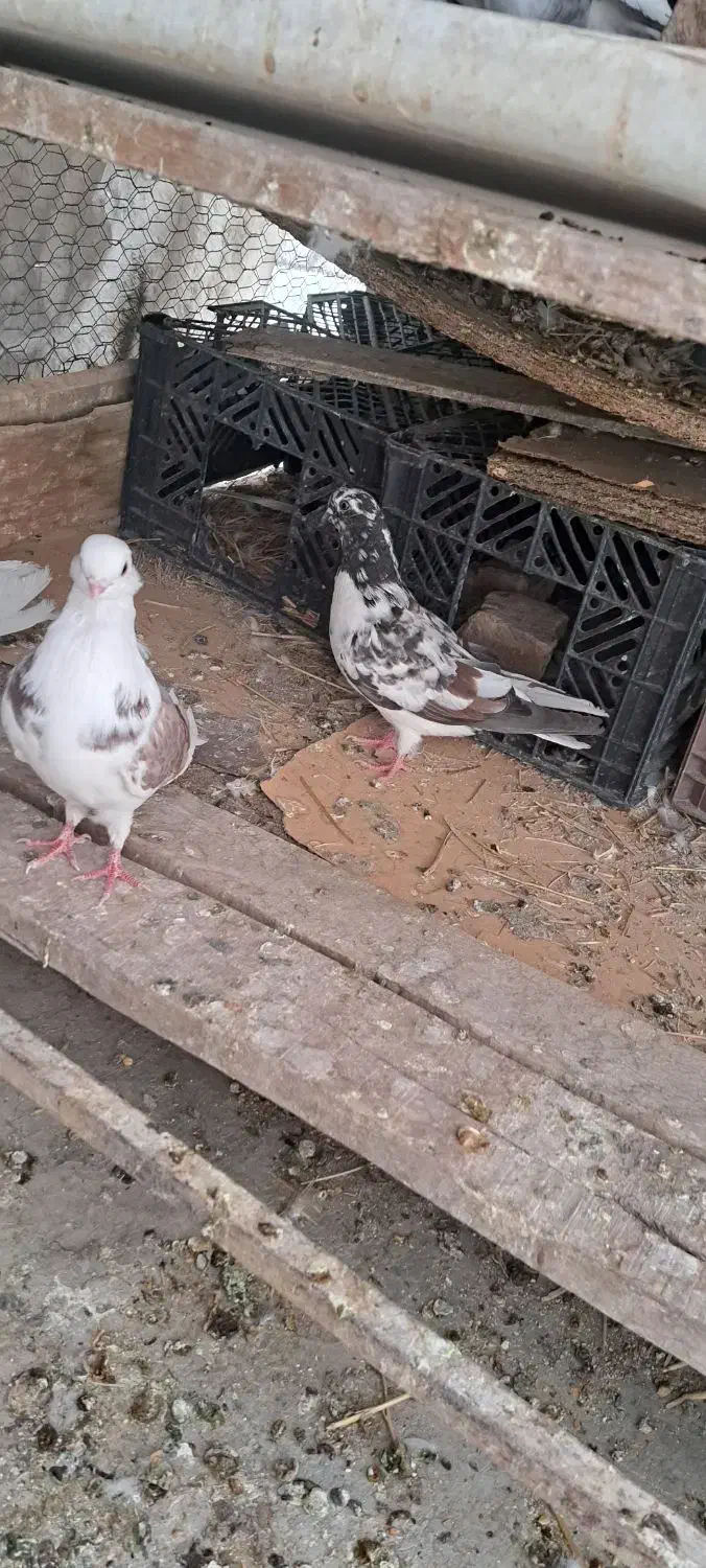 کبوتر نوک ریز و نوک قنار|پرنده|مبارکه, |دیوار