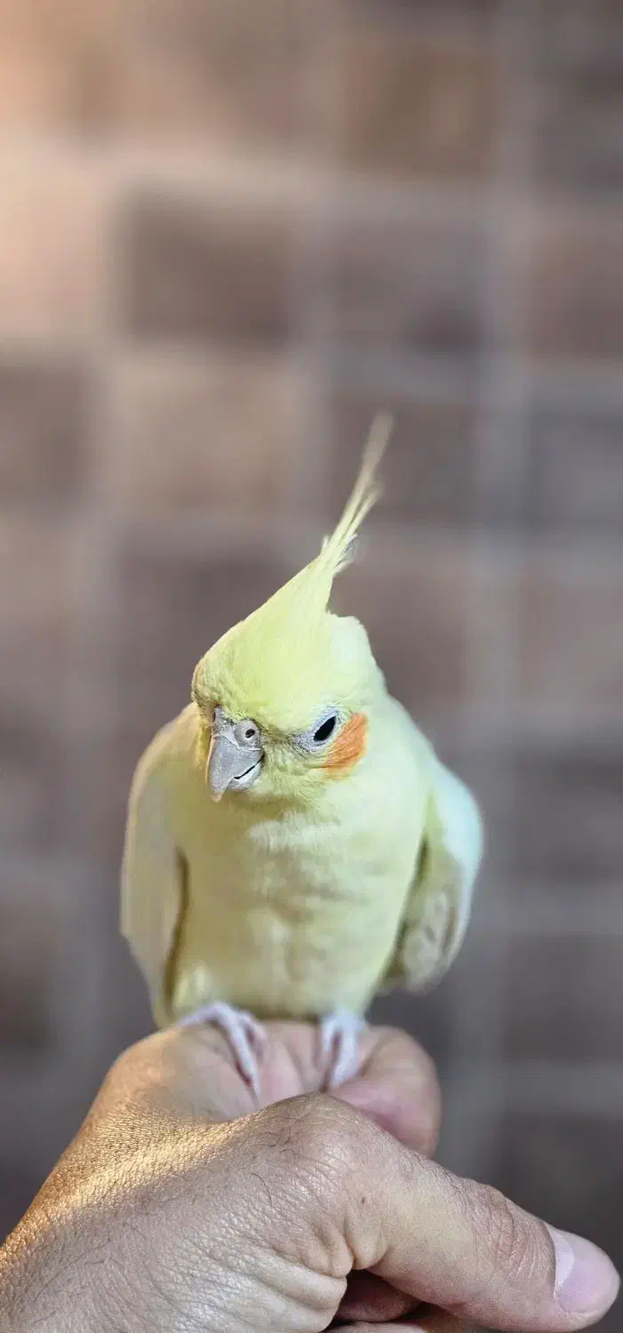 عروس هلندی ملنگو راهب خورشیدی گرینچیک شاه طوطی|پرنده|شاهین‌شهر, فردوسی|دیوار