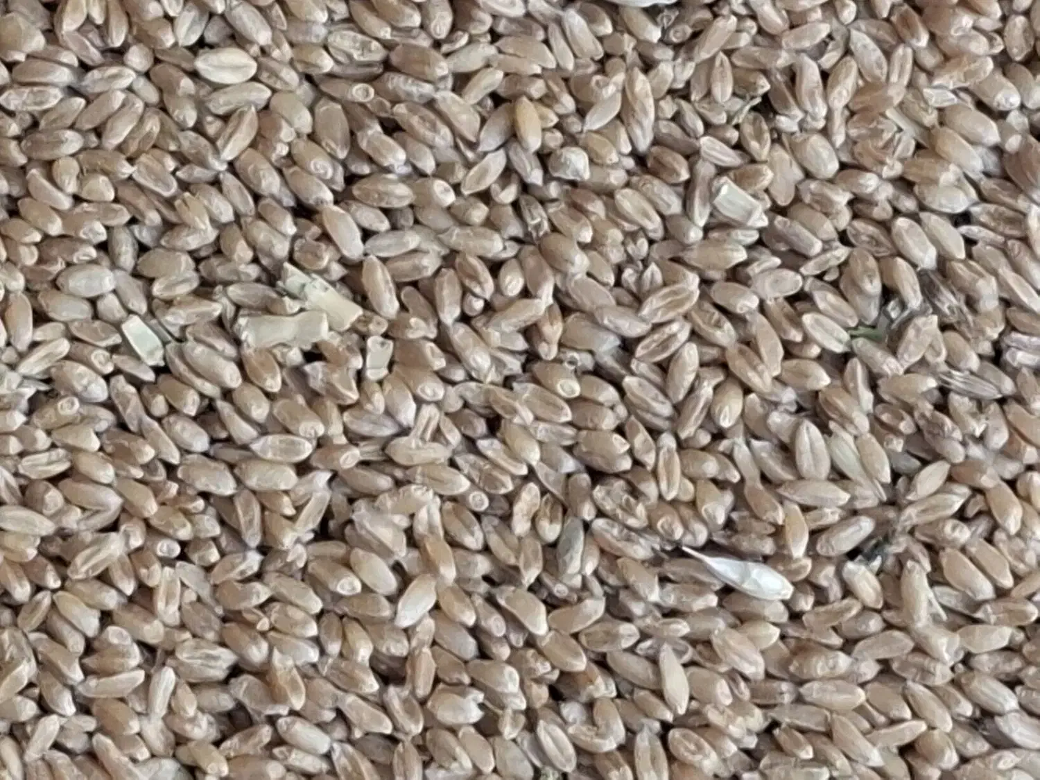 گندم|لوازم جانبی حیوانات|شهرکرد, |دیوار