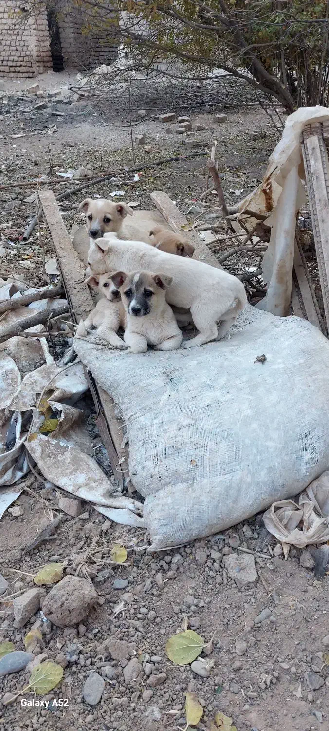 پاکوتاگوش اسبی|سگ|نیشابور, مازول|دیوار