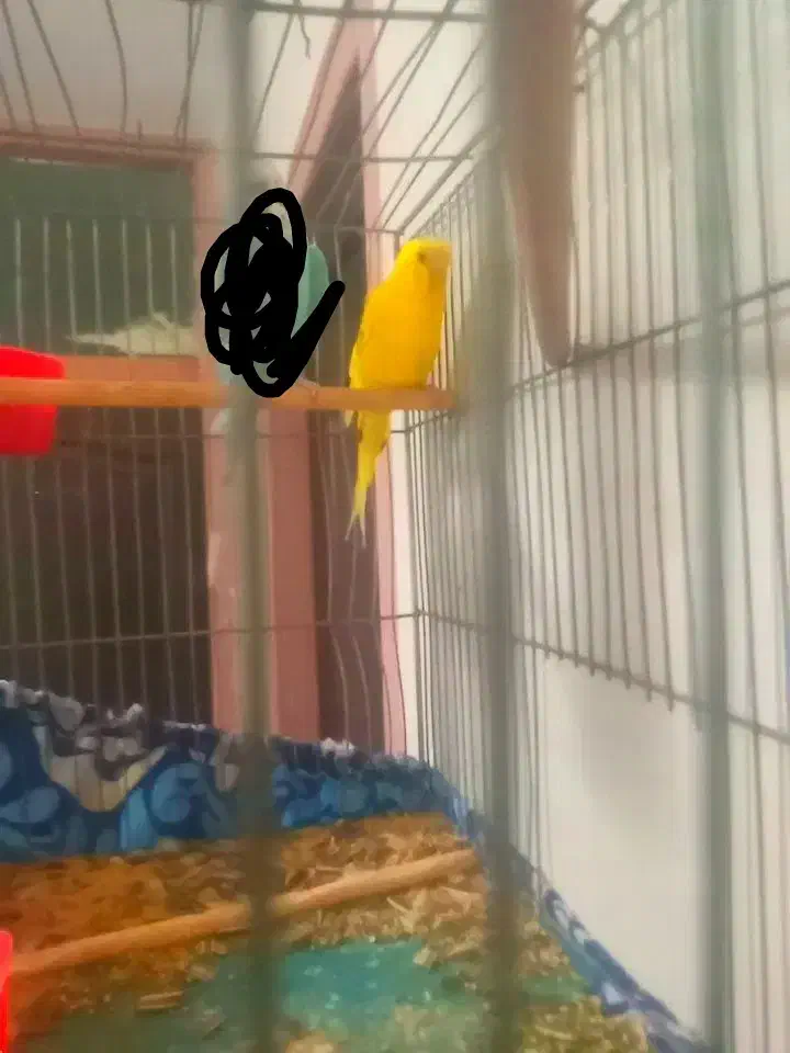 مرغ عشق|پرنده|اصفهان, لیمجیر|دیوار