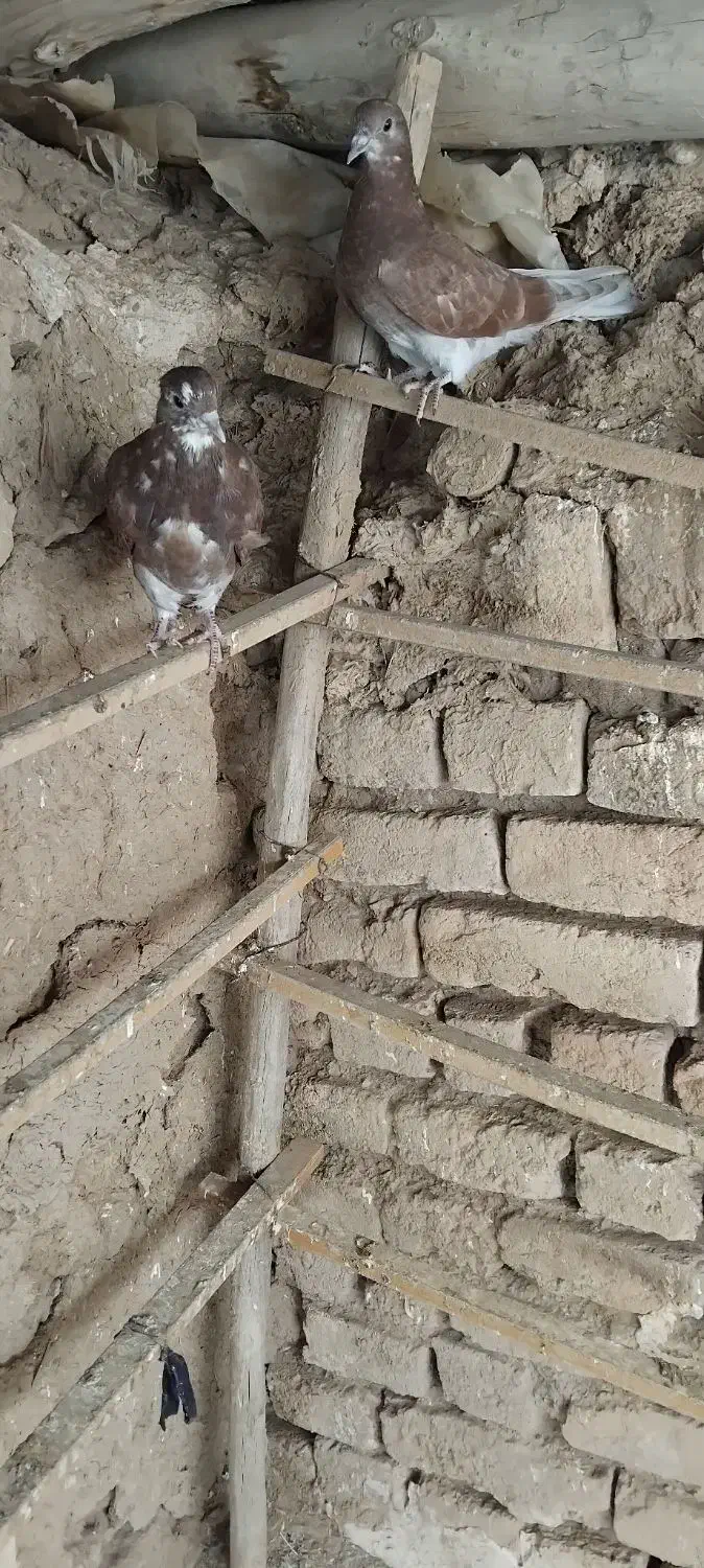 کفتر|پرنده|سلطانیه, |دیوار