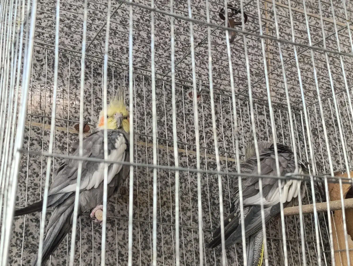 ساعت مچی و عروس هلندی|ساعت|اهواز, منبع اب|دیوار