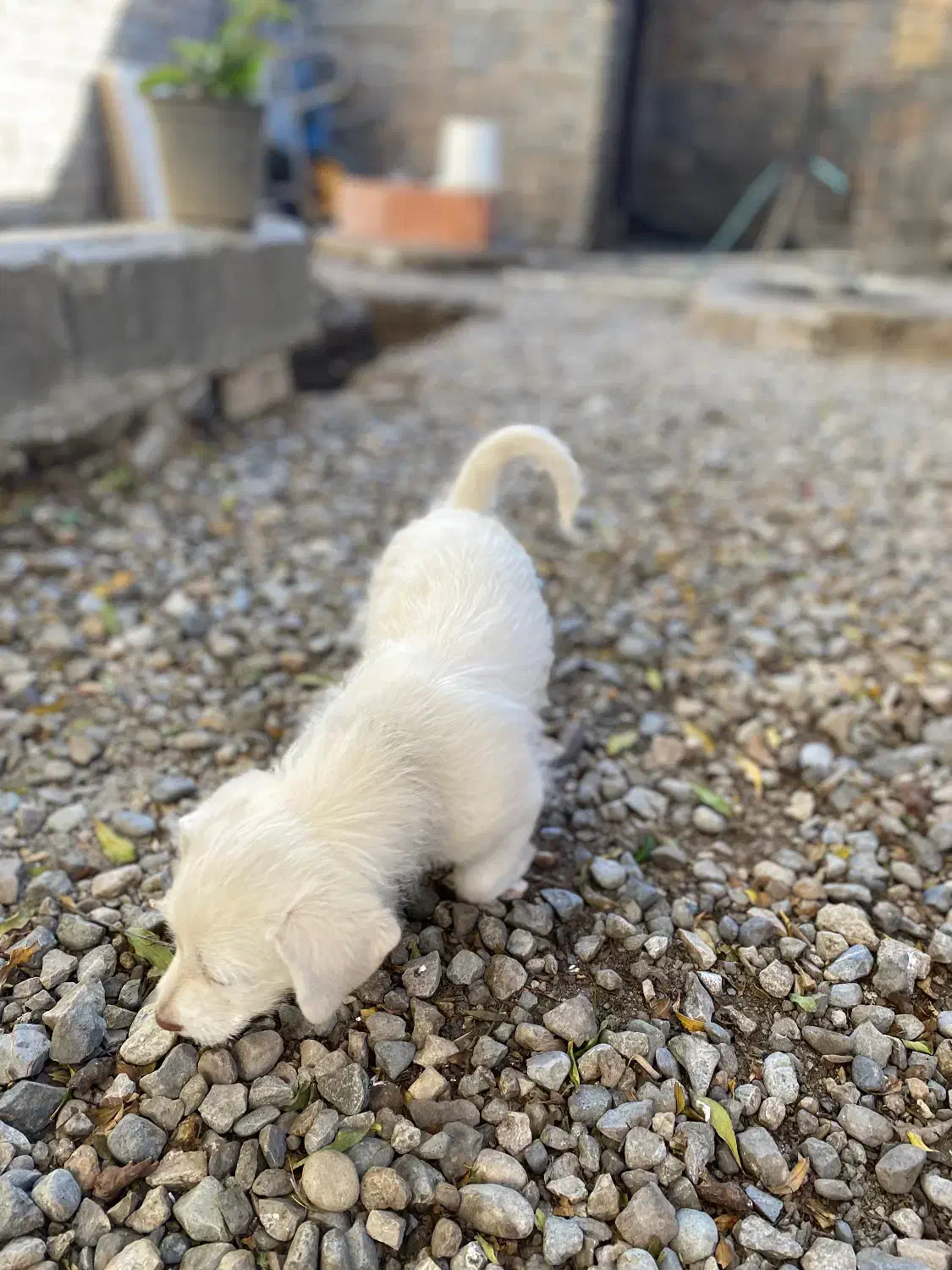 سگ پاکوتاه|سگ|دلند, |دیوار