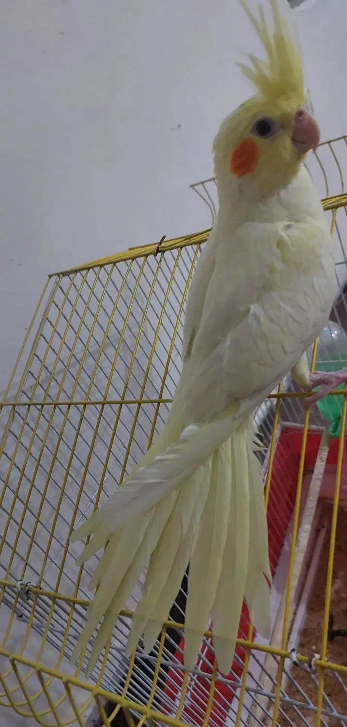 جوجه عروس هلندی بازیگوش|پرنده|دهلران, |دیوار