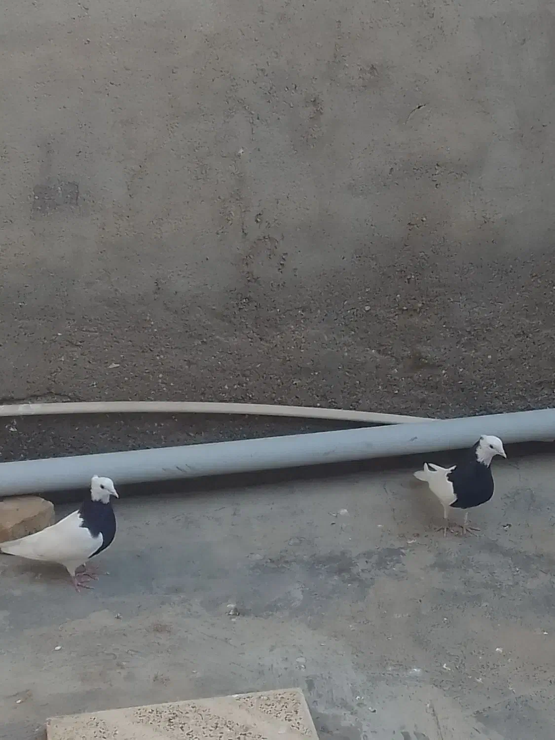 کبوتر طوقی|پرنده|شال, |دیوار