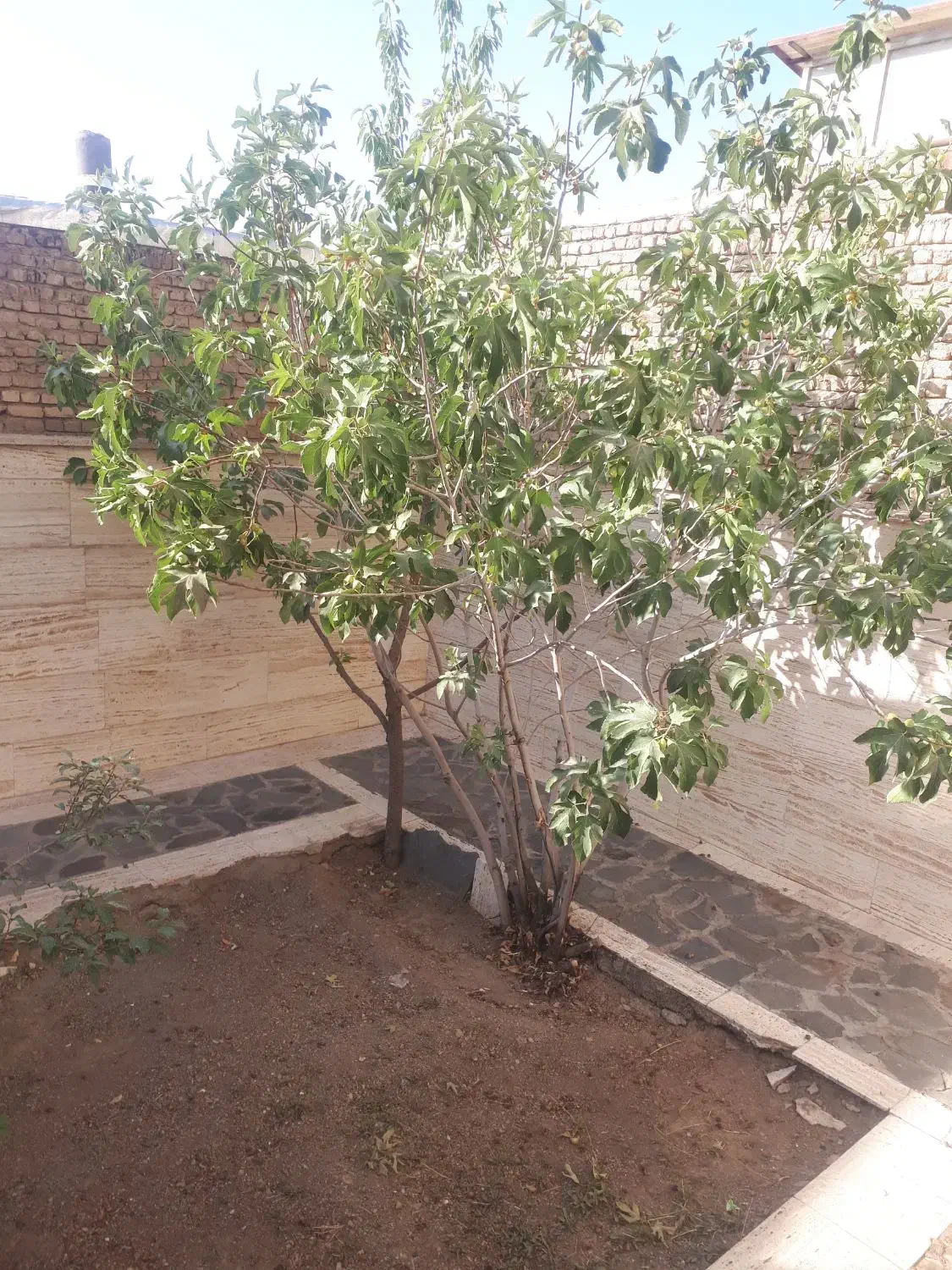 نظافت منزل خانم|خدمات نظافت|محلات, |دیوار