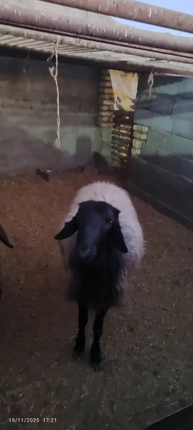 قوچ|حیوانات مزرعه|اصفهان, براآن شمالی|دیوار