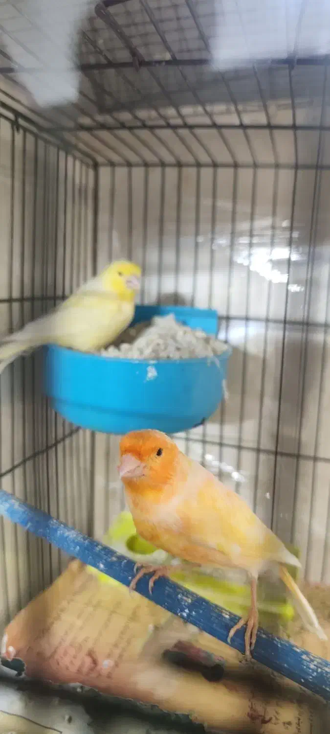 قناری جفت با جوجه|پرنده|تهران, جوادیه تهرانپارس|دیوار