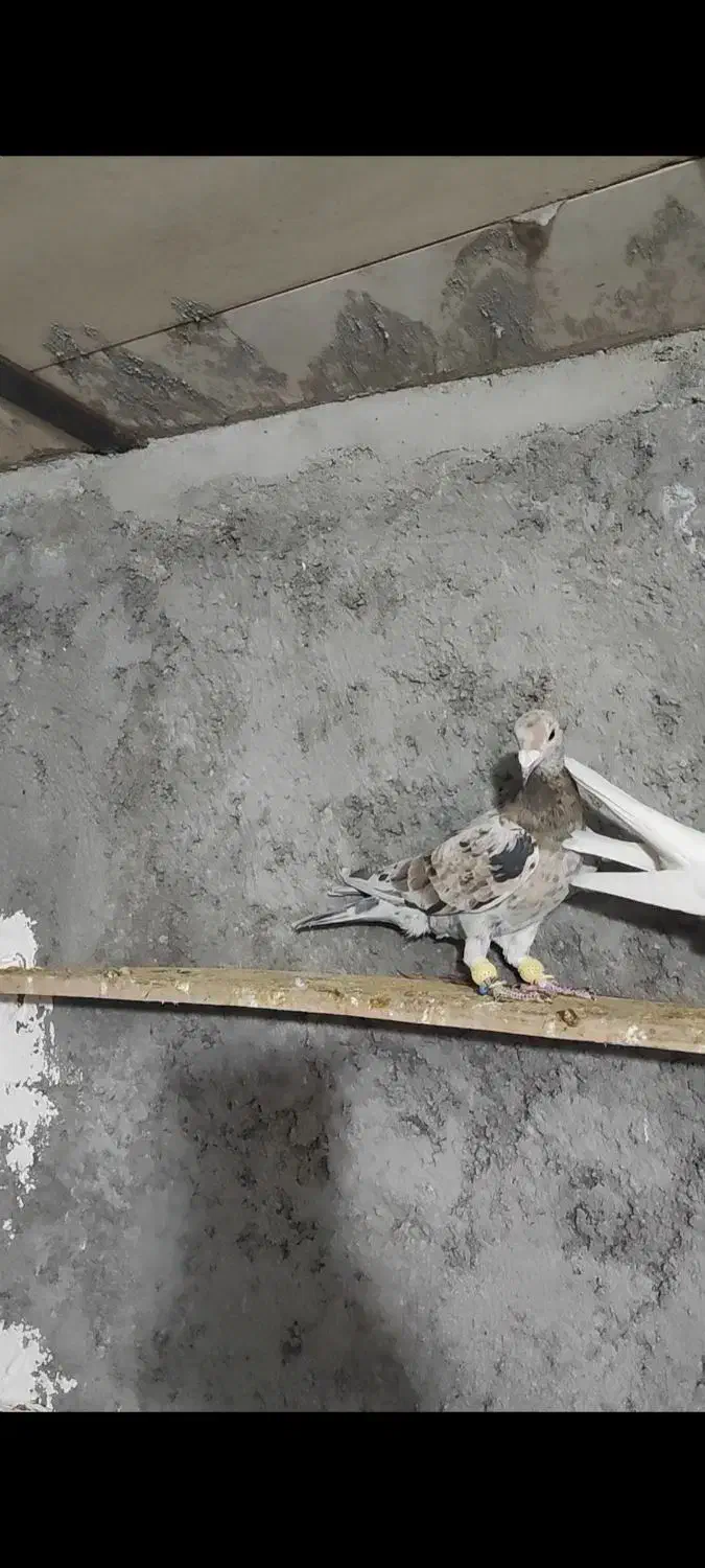 هفت رنگ ماده|پرنده|تاکستان, |دیوار