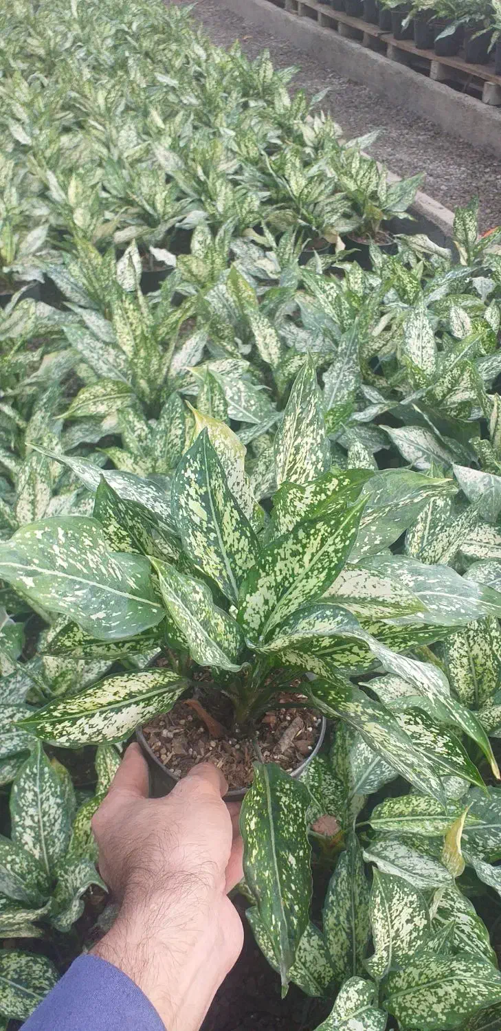 آگلونما برفی سه بوته|گل و گیاه طبیعی|قائم‌شهر, |دیوار