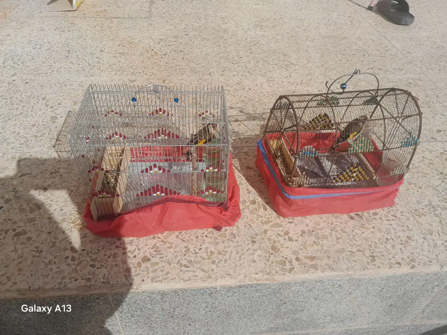 سلام دوتا سهر ی نر مست مست دهن لری|پرنده|شیراز, جوادیه|دیوار