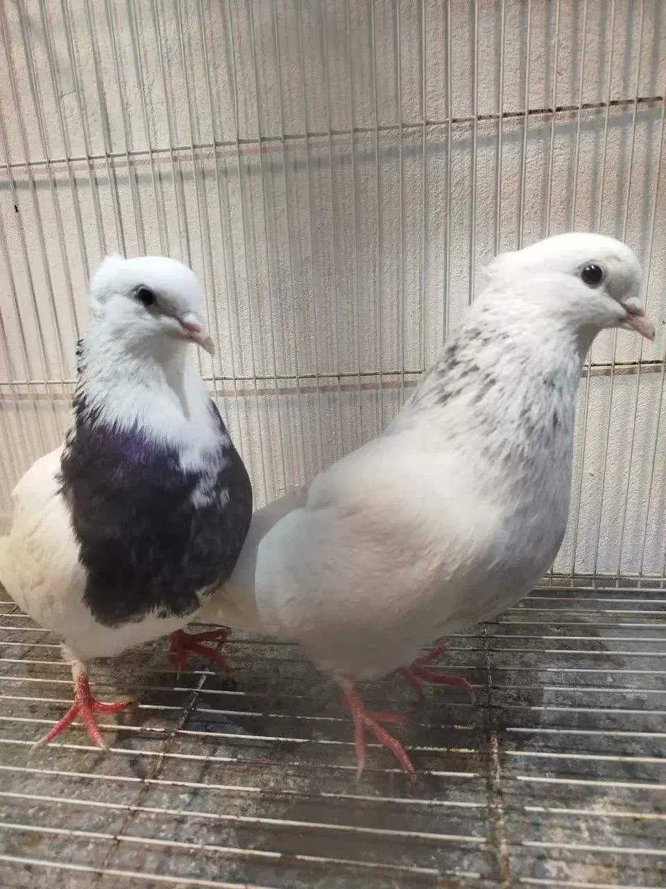 چند جفت طوقی و ۳عدد ساده سیاه|پرنده|مشهد, چهاربرج|دیوار