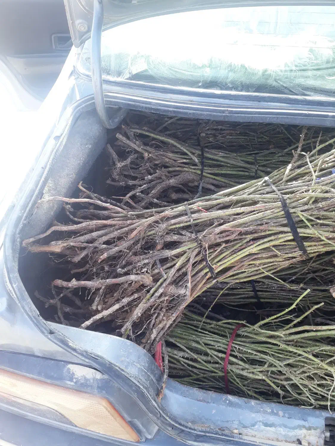 نهال پاجوش گل محمدی|عمده‌فروشی|قطرویه, |دیوار