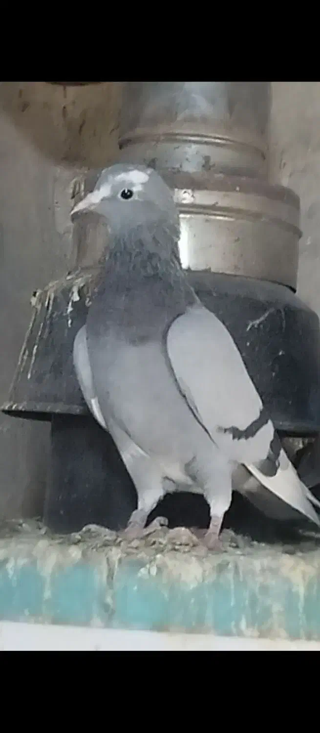 کبوتر خارجی|پرنده|نقده, |دیوار