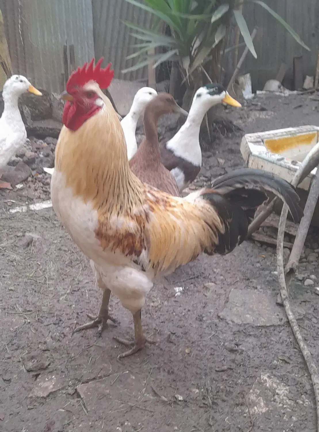 خروس محلی|حیوانات مزرعه|پیربازار, |دیوار